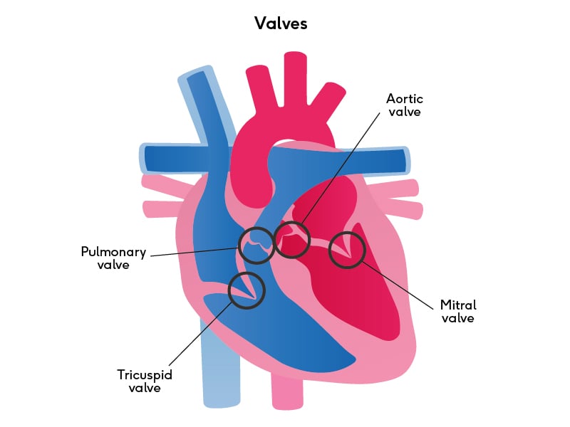 The four valves of the heart