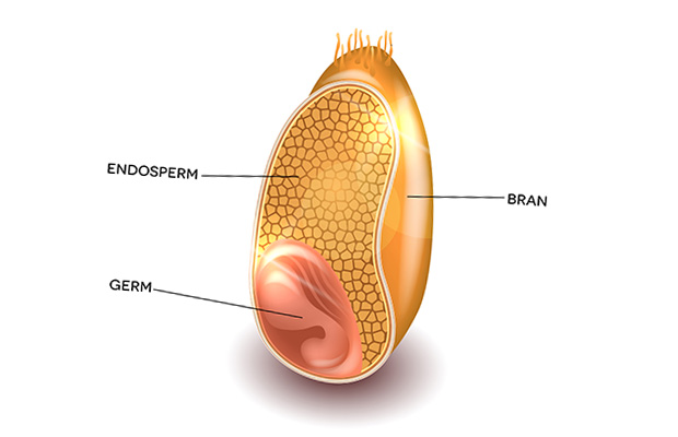 A cross-section of a grain showing the bran, endosperm and germ.