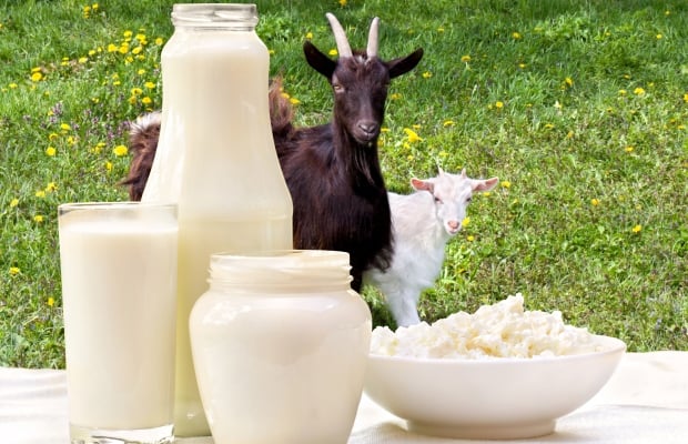 Goats in the background, goals milk, cheese and yogurt in the foreground