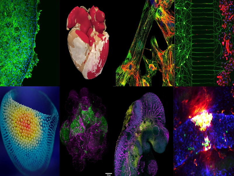 Collage of other shortlisted images